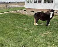 breeding-miniature-horse