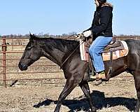 blue-roan-quarter-horse