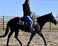 blue-roan-gelding-quarter-horse