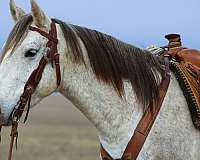 family-quarter-horse