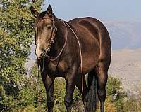 roping-quarter-horse