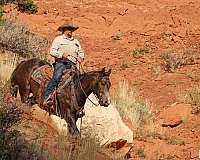 western-riding-quarter-horse