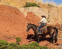 working-cattle-quarter-horse