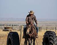 buckskin-all-around-horse