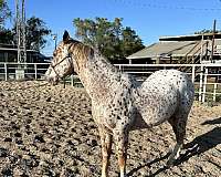 brown-spots-horse