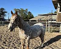 white-brown-spots-horse