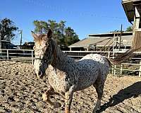 athletic-appaloosa-horse