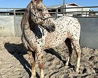 parade-appaloosa-horse