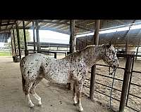 ranch-appaloosa-horse