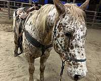 ranch-versatility-appaloosa-horse