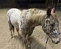 ridden-western-appaloosa-horse