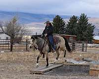 husband-safe-quarter-horse