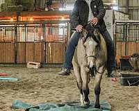 roping-quarter-horse