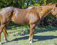 red-roan-see-pics-horse