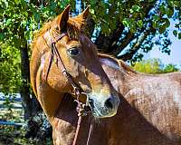 family-quarter-horse