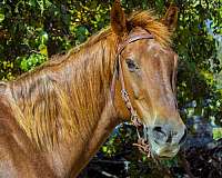 trail-quarter-horse