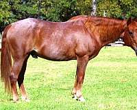 gentle-quarter-horse