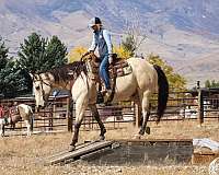 cowboy-mounted-shooting-draft-horse