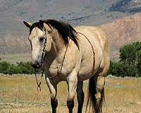 flashy-draft-horse