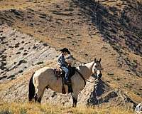 ranch-versatility-draft-horse