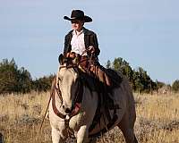 ranch-work-draft-horse