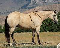 roping-draft-horse