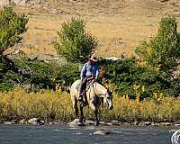 show-draft-horse