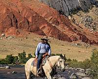 trail-riding-draft-horse