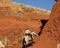 western-riding-draft-horse