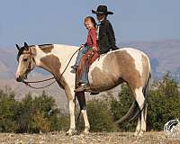 beginner-pinto-horse