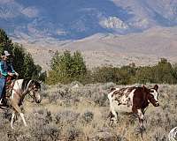 ranch-versatility-pinto-horse