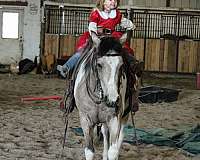 roping-pinto-horse