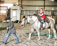 trail-riding-pinto-horse