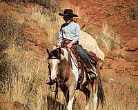 western-riding-pinto-horse