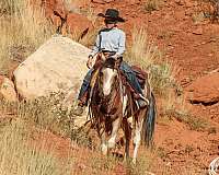 working-cattle-pinto-horse