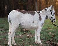 tobiano-donkey-colt