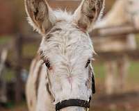 tobiano-companion-donkey