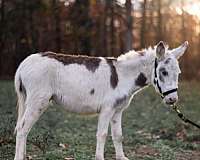 tobiano-flashy-donkey