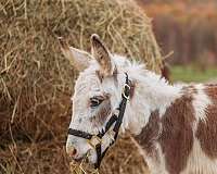 tobiano-harness-donkey