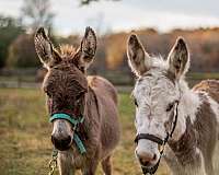 tobiano-pleasure-driving-donkey