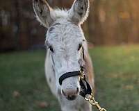 tobiano-project-donkey