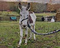 tobiano-therapy-donkey