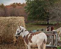 tobiano-trick-donkey