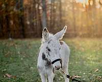 7-hand-tobiano-donkey