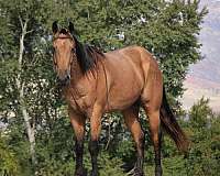 ranch-work-quarter-horse