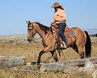 roping-quarter-horse