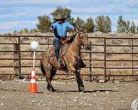 trail-riding-quarter-horse