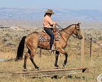 working-cattle-quarter-horse