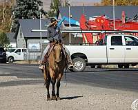 buckskin-quarter-horse-gelding