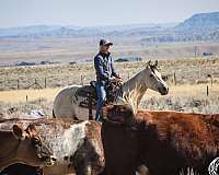 husband-safe-quarter-horse